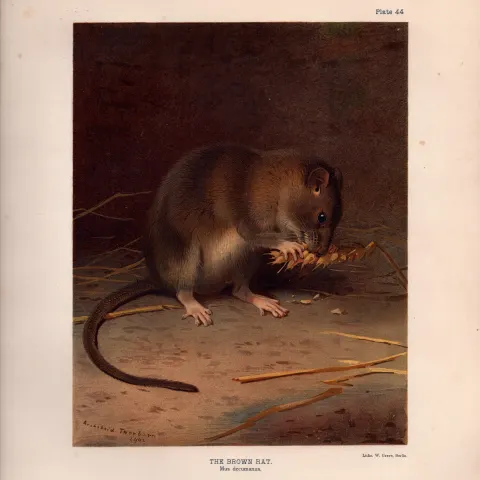 The Brown Rat Rare Limited-Edition Coloured  J.G. Millais Antique Print-77.