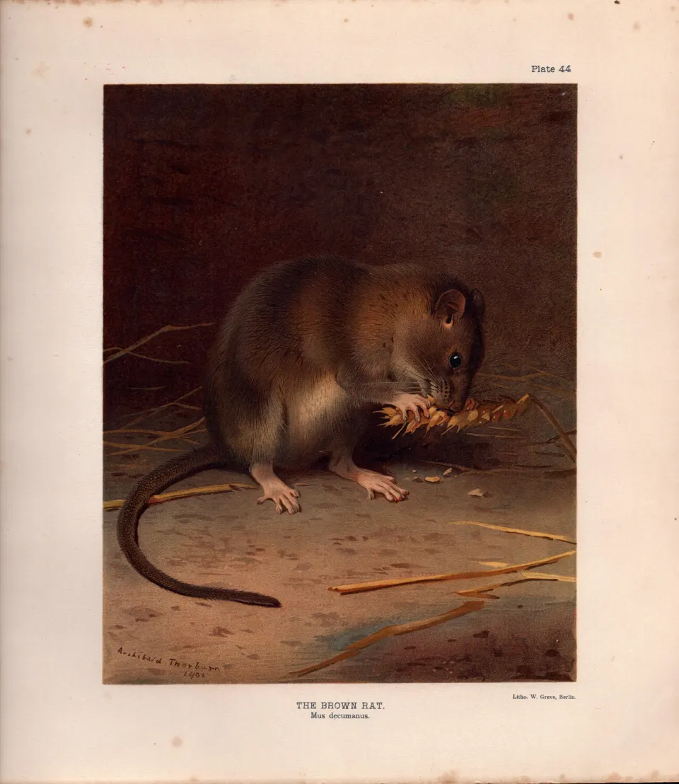 The Brown Rat Rare Limited-Edition Coloured  J.G. Millais Antique Print-77.