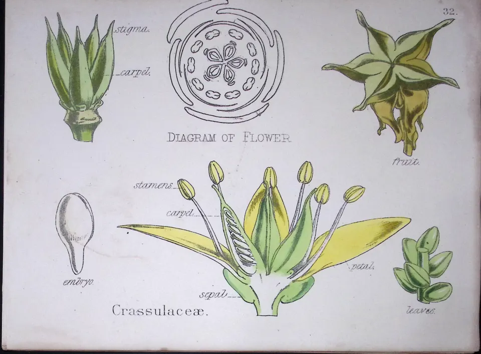 Stonecrop Botanical Flower Diagram Rare Antique First Edition Illustration-32