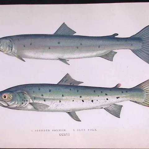 Slender & Blue Pole Salmon Antique 1877 J. Couch Woodblock Engraving-42