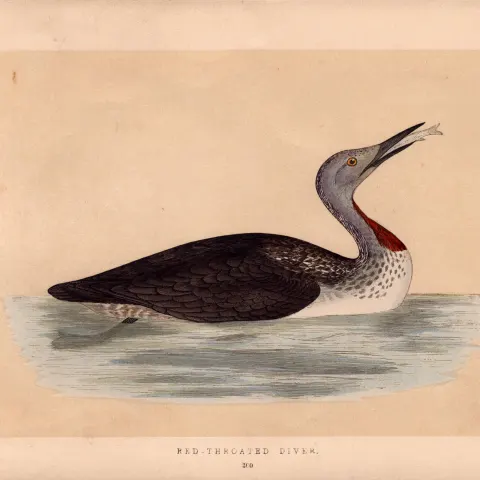 Red Throated Diver Rev Morris Antique History of British Birds Engraving.