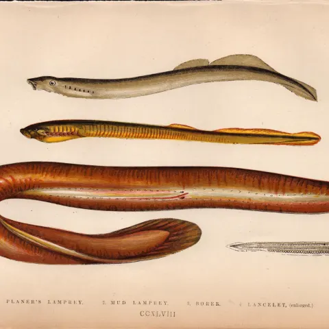 Planners Mud Lancelet  Antique Johnathan Couch Coloured  Fish Engravin