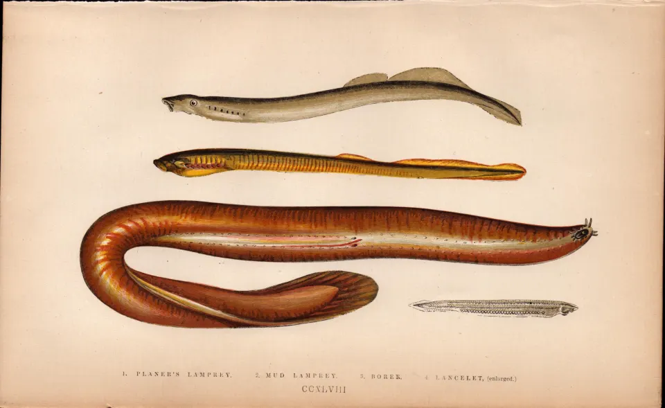 Planners Mud Lancelet  Antique Johnathan Couch Coloured  Fish Engravin