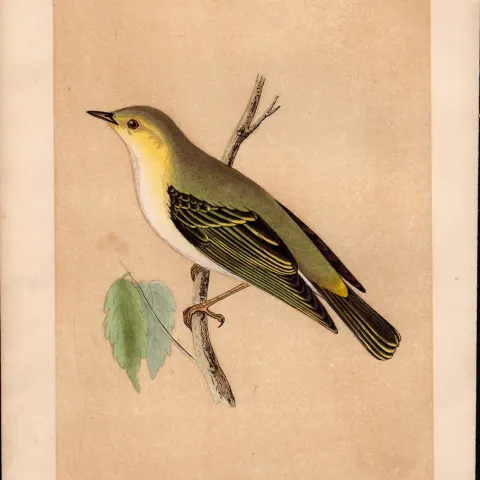 Wood Warbler Rev Morris Antique History of British Birds Engraving.