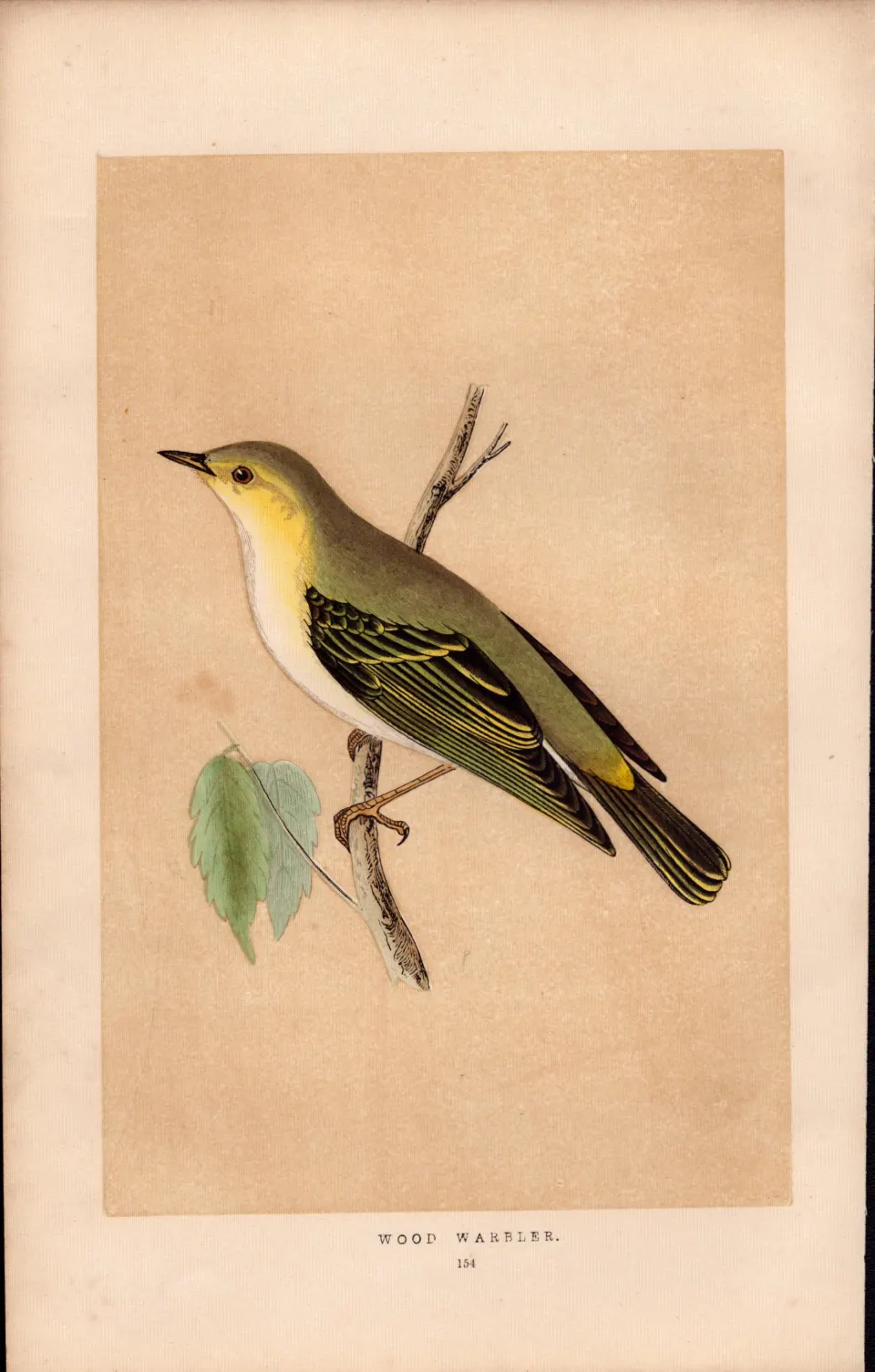 Wood Warbler Rev Morris Antique History of British Birds Engraving.