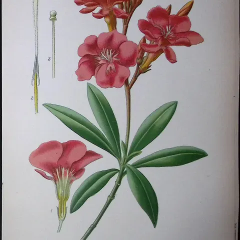 Oleander Flower Edward Step Rare Antique Botanical Book Plate-181