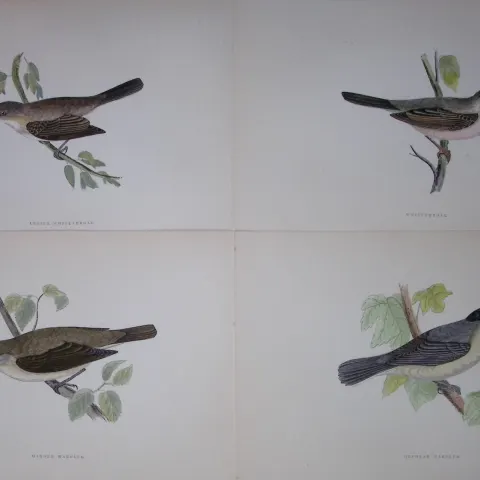 Job-Lot Rev Morris History of British Birds 130 Yrs-Old Antique Engravings-8