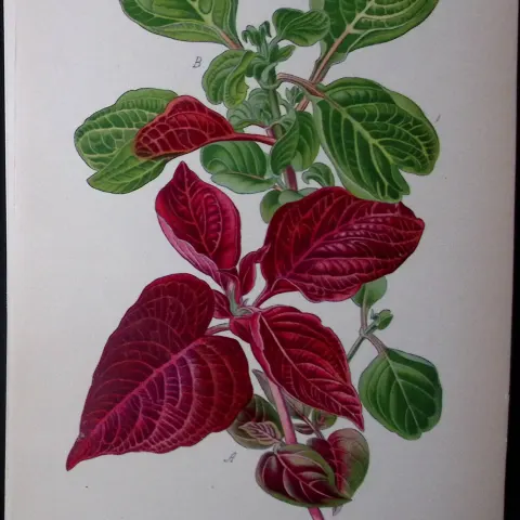 Beefsteak Plant Edward Step Rare Antique Botanical Book Plate-230