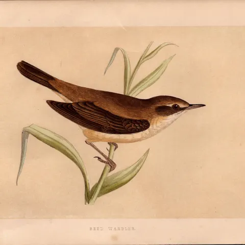 Reed Warbler Rev Morris Antique History of British Birds Engraving.
