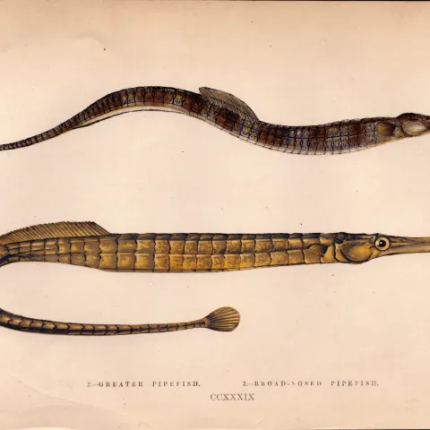 Greater & Broad Nosed Pipefish Antique Johnathan Couch Engraving.