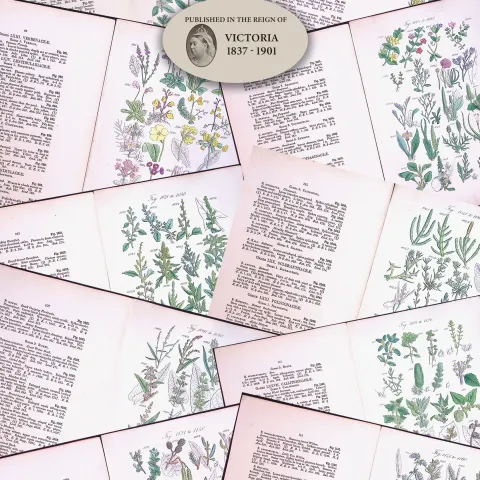 10 British Wild-Flowers  John Sowerby Antique Engraved Prints with Hand Colouring-3.