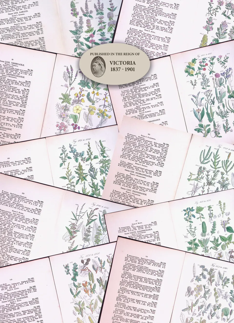 10 British Wild-Flowers  John Sowerby Antique Engraved Prints with Hand Colouring-3.