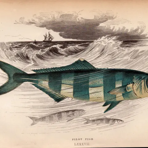Pilot 155 Years-Old 1868 Antique Johnathan Couch Coloured Fish Engraving.