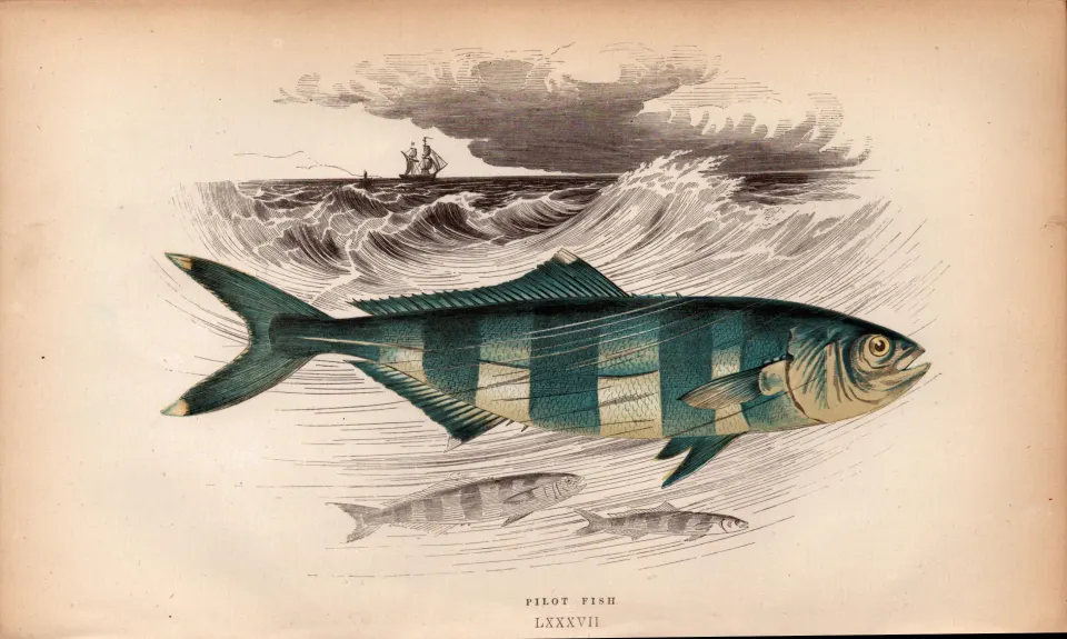 Pilot 155 Years-Old 1868 Antique Johnathan Couch Coloured Fish Engraving.