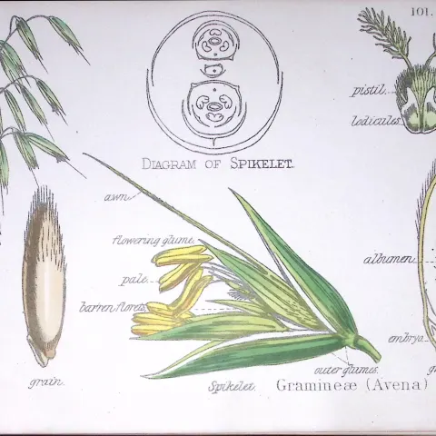 Spikelet Grass Botanical Flower Diagram Rare Antique First Edition Illustration-101