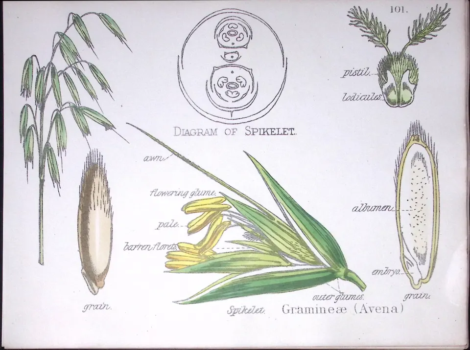 Spikelet Grass Botanical Flower Diagram Rare Antique First Edition Illustration-101