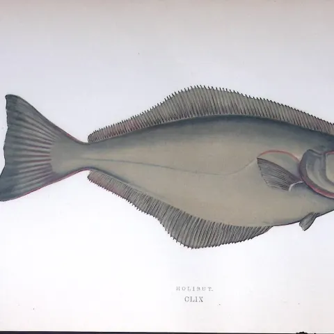 Halibut Fish Scarce Antique 1877 J. Couch Woodblock Engraving-166