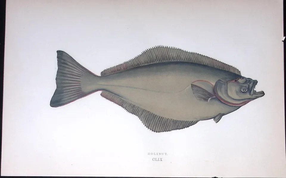Halibut Fish Scarce Antique 1877 J. Couch Woodblock Engraving-166