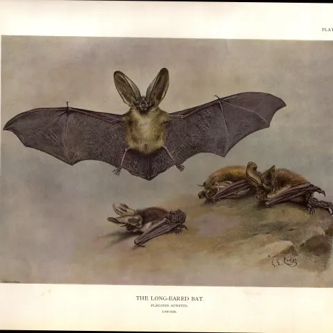 Long-Eared Bat Rare Limited-Edition J.G. Millais  Coloured Antique Print-63a.