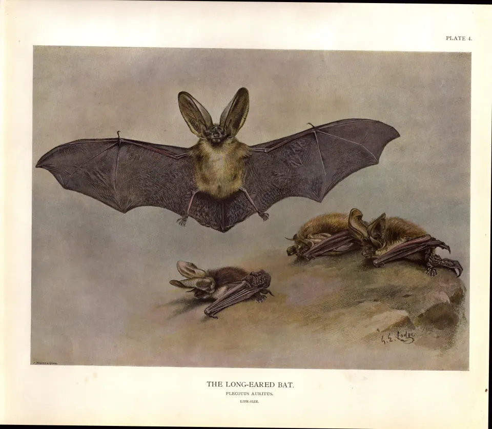 Long-Eared Bat Rare Limited-Edition J.G. Millais  Coloured Antique Print-63a.
