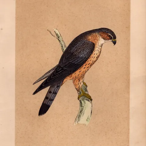 Merlin Rev Morris Antique History of British Birds Engraving.