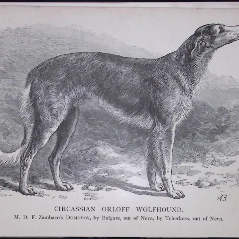 Circassian Orloff Wolfhound British Dogs by Hugh Dalziel 1889 Antique Book Plate-19 This Antique Boo