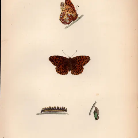 Queen of Spain  Fritillary Coloured  Antique Butterfly Plate Rev Morris-140.