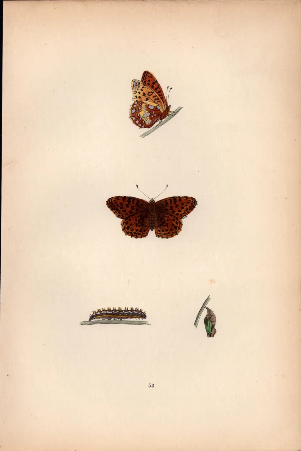 Queen of Spain  Fritillary Coloured  Antique Butterfly Plate Rev Morris-140.