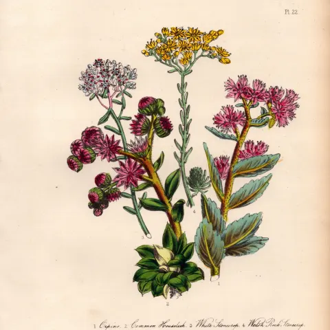 165-Yr-Old Antique Wildflower Gilt-Edged Illustration Jane Webb Loudon-22