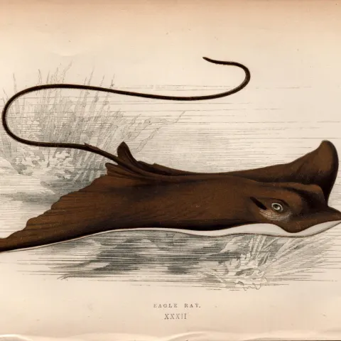 Eagle Ray 1869 Antique Johnathan Couch Coloured Engraving.