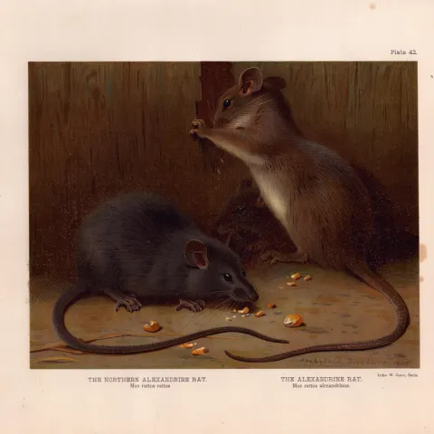 The Northern & Alexandrine Rat Rare Limited-Edition Coloured  Antique Print-79.