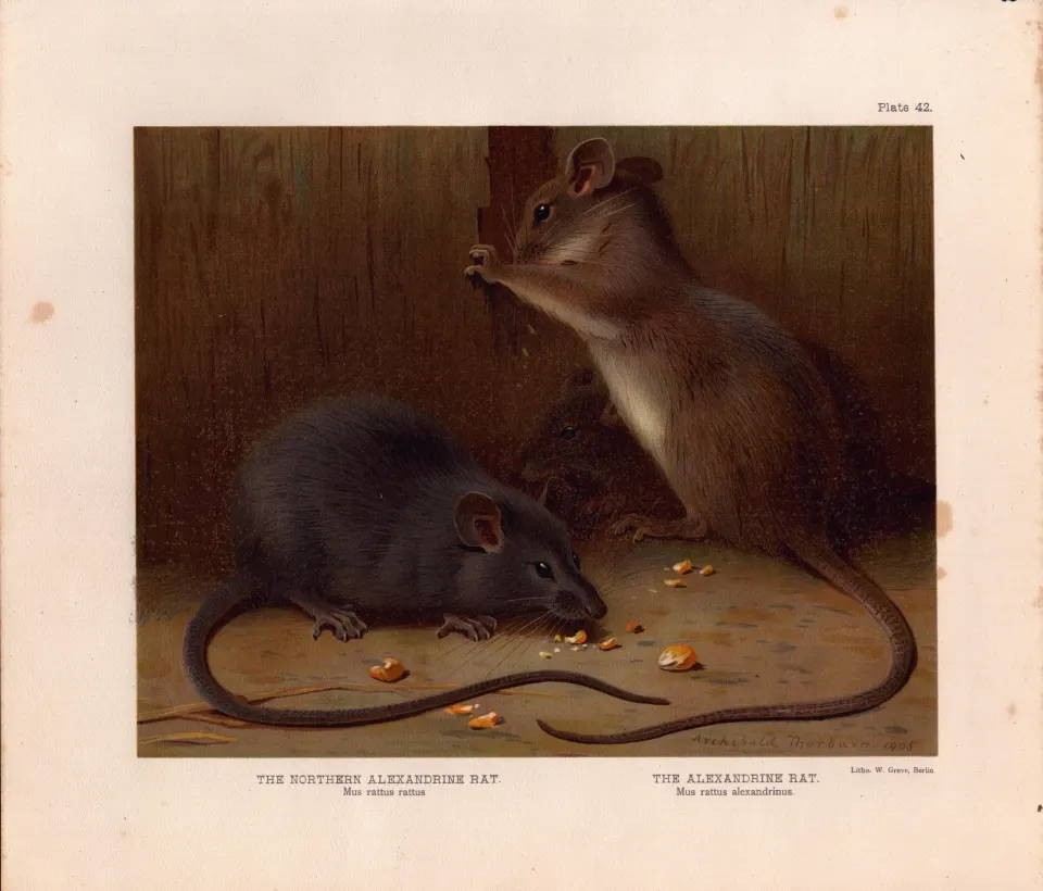The Northern & Alexandrine Rat Rare Limited-Edition Coloured  Antique Print-79.