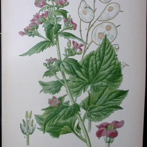 Honesty Flower Edward Step Rare Antique Botanical Book Plate-26