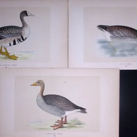 Job-Lot The Goose Family Rev Morris Antique Coloured Birds Engravings-8.