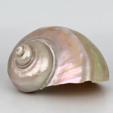 Set of 3 Vintage Mother of Pearl Conch Shells