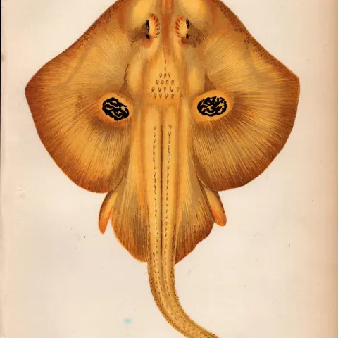 Cuckoo Ray 1869 Antique Johnathan Couch Coloured Engraving.