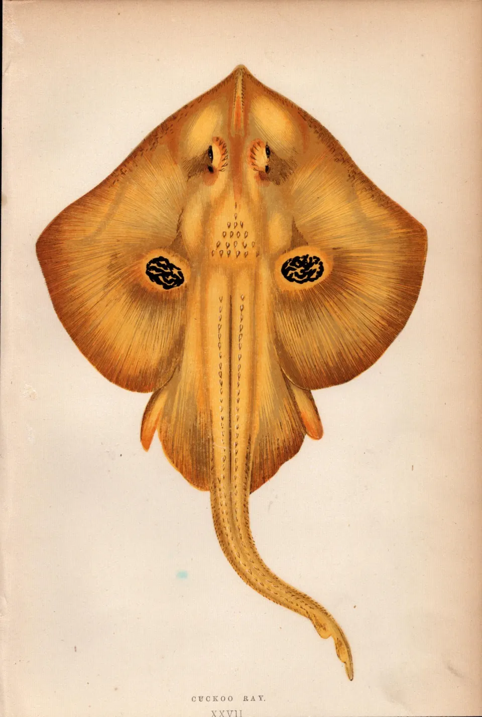 Cuckoo Ray 1869 Antique Johnathan Couch Coloured Engraving.