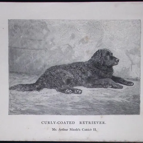 Curly Coated Retriever British Dogs by Hugh Dalziel 1889 Antique Book Plate-37