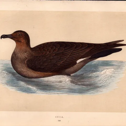 Skua Rev Morris 1857 Antique History of British Birds Engraving.