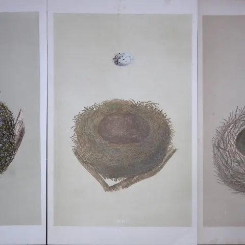 Job-Lot Bird Nests Chaffinch, Bullfinch & Jay Rev Morris Antique Engravings-4