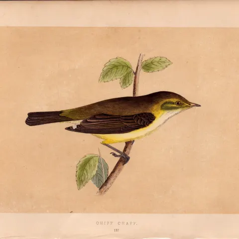 Chiff Chaff  Rev Morris Antique History of British Birds 170 Years-Old Engraving.