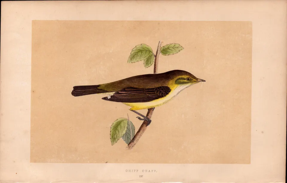 Chiff Chaff  Rev Morris Antique History of British Birds 170 Years-Old Engraving.