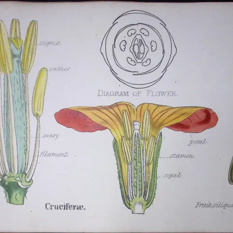 Crucifers Botanical Flower Diagram Rare Antique First Edition Illustration-6