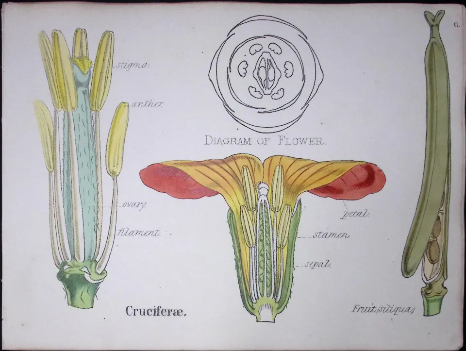 Crucifers Botanical Flower Diagram Rare Antique First Edition Illustration-6
