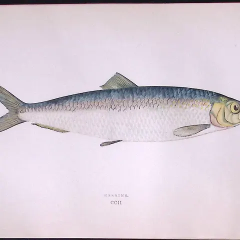 Herring Fish Scarce Antique 1877 Johnathan Couch Woodblock Engraving-33