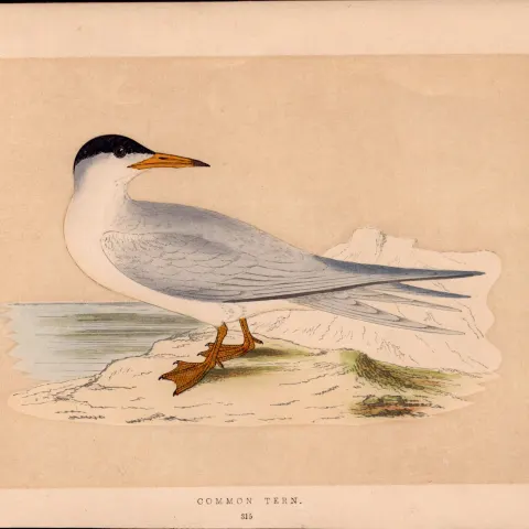 Common Tern Rev Morris Antique History of British Birds 170 Year-Old Engraving.
