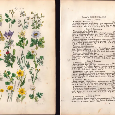 Sowerby Antique Traveller's Joy, Meadow Rue, Crowfoot, Spearwort-1-Set-2.