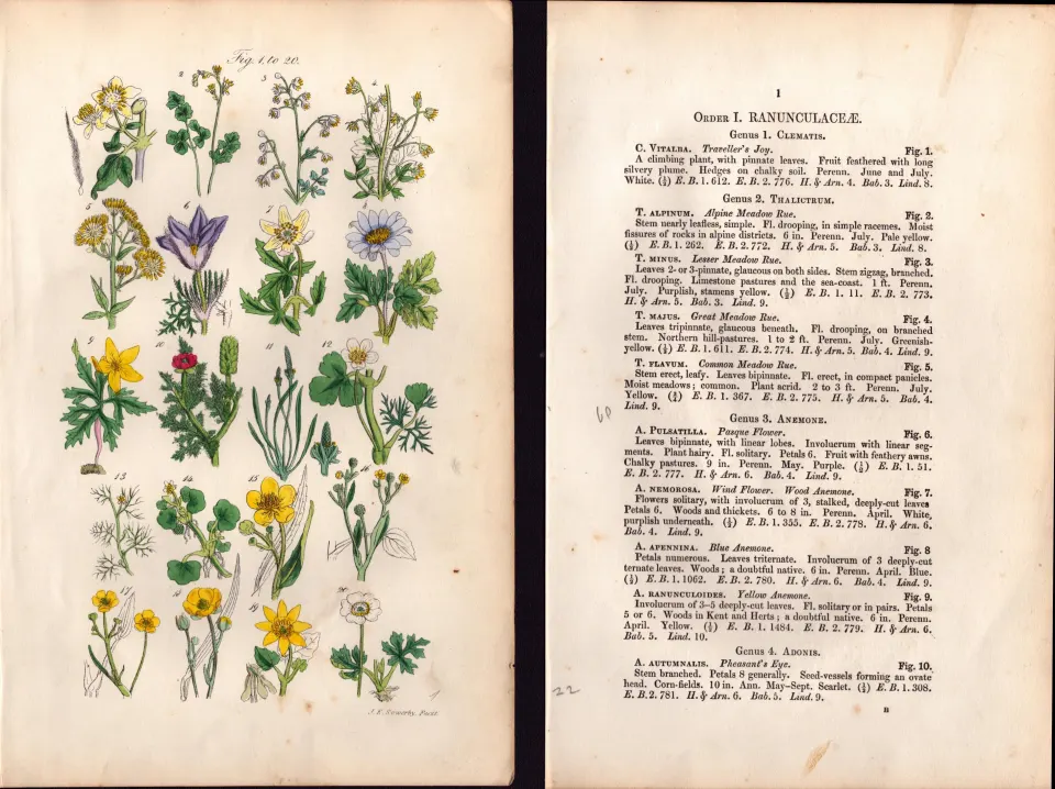 Sowerby Antique Traveller's Joy, Meadow Rue, Crowfoot, Spearwort-1-Set-2.