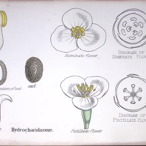 Hydrocharitaceae Botanical Flower Diagram Rare Antique First Edition Illustration-92