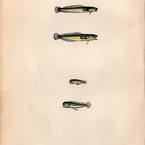 Mackerel Midge  Rockling 1868 Antique Johnathan Couch Engraving.